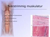 /album/tvarstrimmig-muskulatur/a6-musklerna-008-jpeg1/